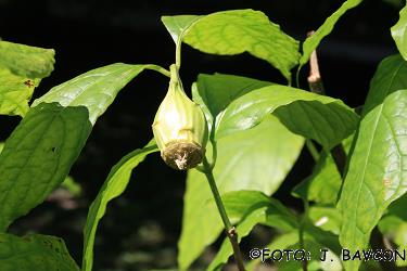 Sinocalycanthus chinensis