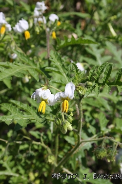 Solanum sisymbriifolium