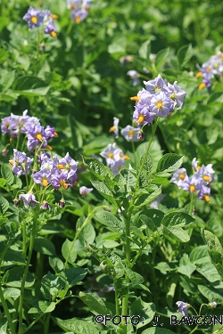 Solanum tuberosum