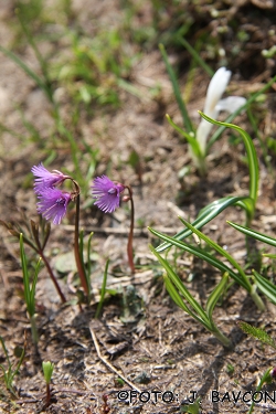 Soldanella alpina