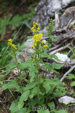 Solidago virgaurea