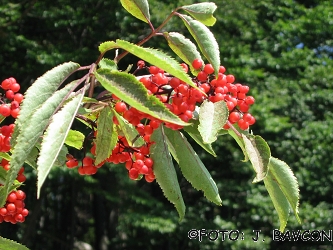 Sorbus aucuparia