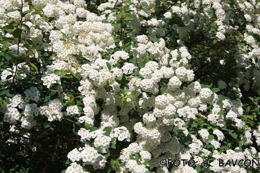 Spiraea japonica