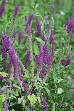 Stachys palustris