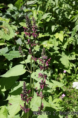 Stachys sylvatica