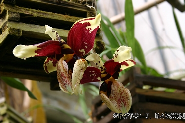 Stanhopea oculata