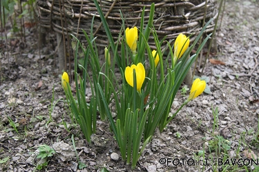 Sternbergia lutea