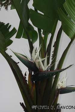 Strelitzia nicolai