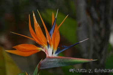 Strelitzia reginae