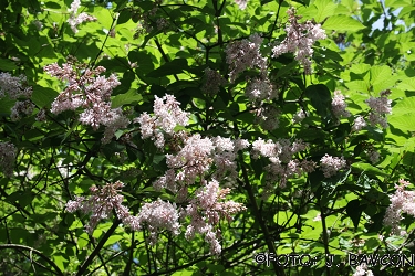 Syringa pinnatifolia