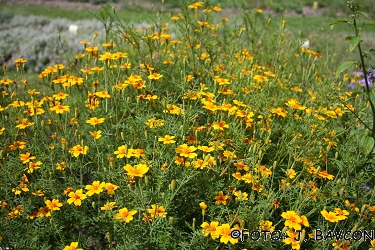 Tagetes patula