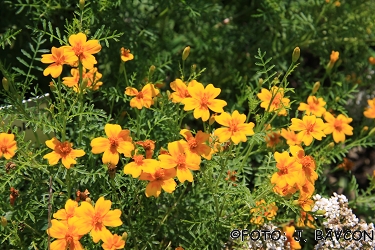 Tagetes tenuifolia