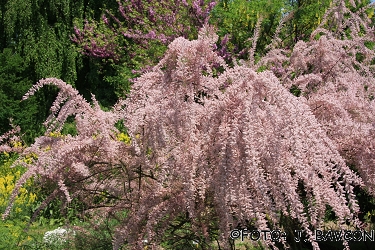 Tamarix gallica