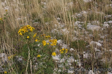 Tanacetum vulgare