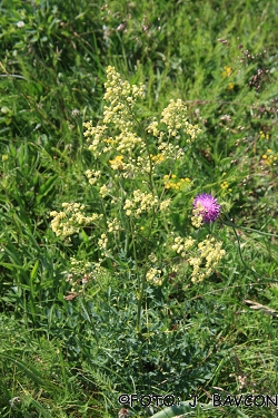 Thalictrum minus