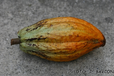 Theobroma cacao