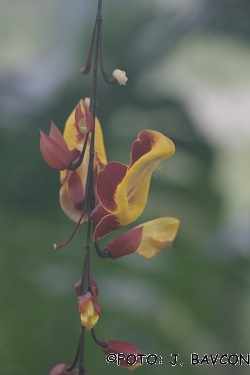 Thunbergia mysorensis