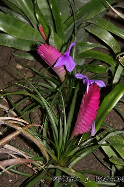 Tillandsia cyanea