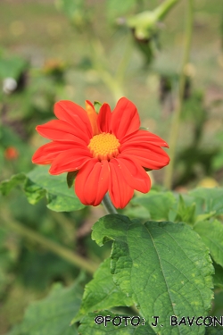 Tithonia tagetiflora