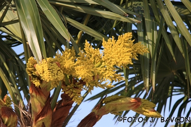 Trachycarpus fortunei