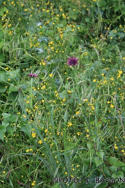 Tragopogon porrifolius 