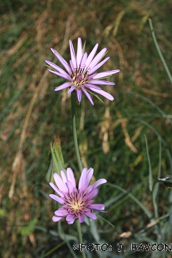 Tragopogon pterodes