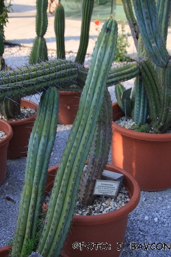 Trichocereus macrogonus