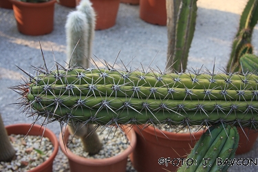 Trichocereus werdermannianus