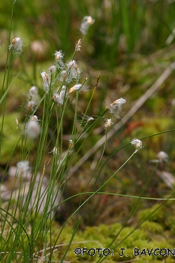 Trichophorum alpinum