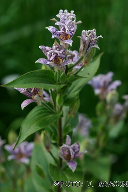 Tricyrtis hirta