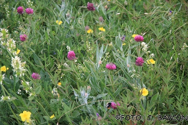 Trifolium alpestre