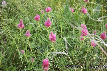 Trifolium incarnatum