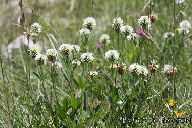 Trifolium montanum