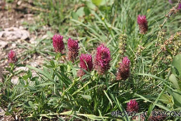 Trifolium rubens