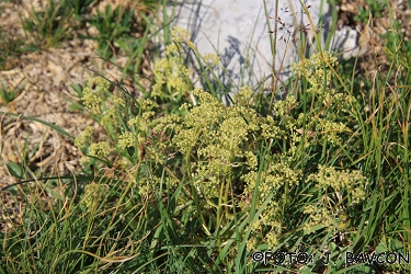 Trinia glauca