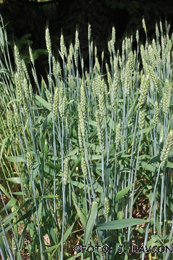 Triticum spelta