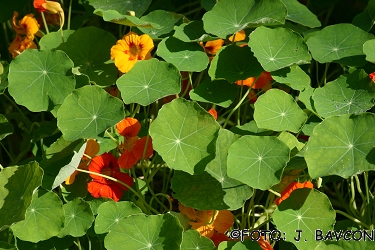 Tropaeolum majus