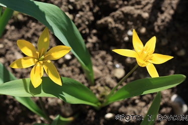 Tulipa sylvestris