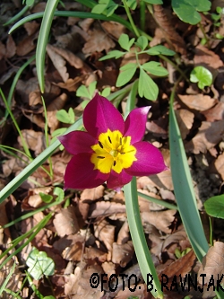 Tulipa violacea