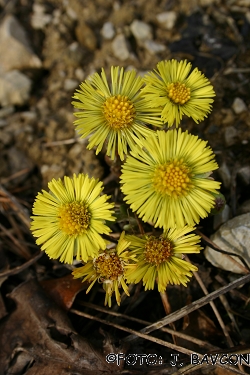 Tussilago farfara