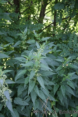 Urtica dioica