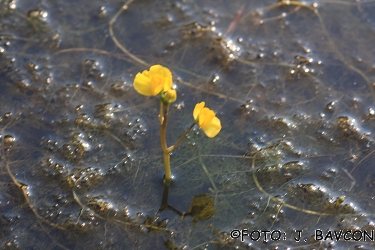 Utricularia vulgaris