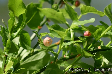 Vaccinium myrtillus