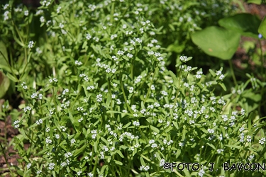 Valerianella locusta