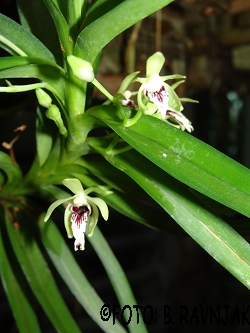 Vanda cristata