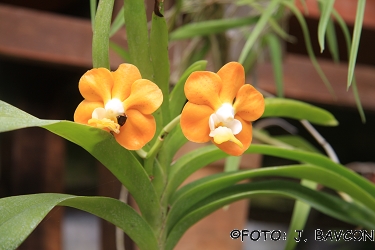 Vanda denisoniana