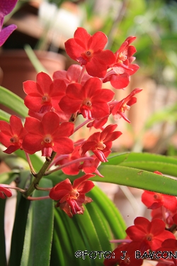 Vascostylis Pine River Red\'