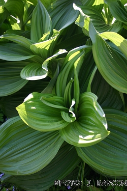 Veratrum nigrum