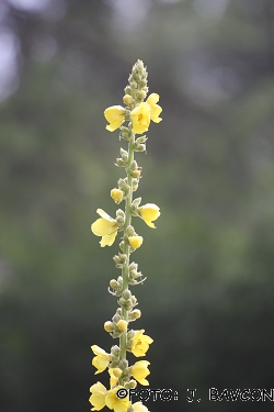 Verbascum densiflorum