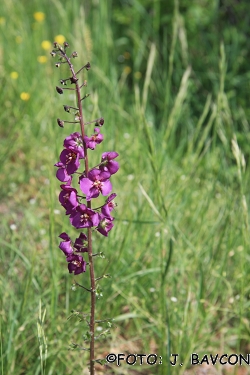 Verbascum phoeniceum